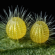 Huevos de mariposa Mestra amymone sobre una planta.